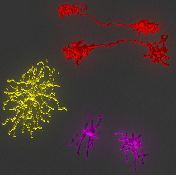 Figure 1: Three subtypes of horizontal cells in the avian retina...